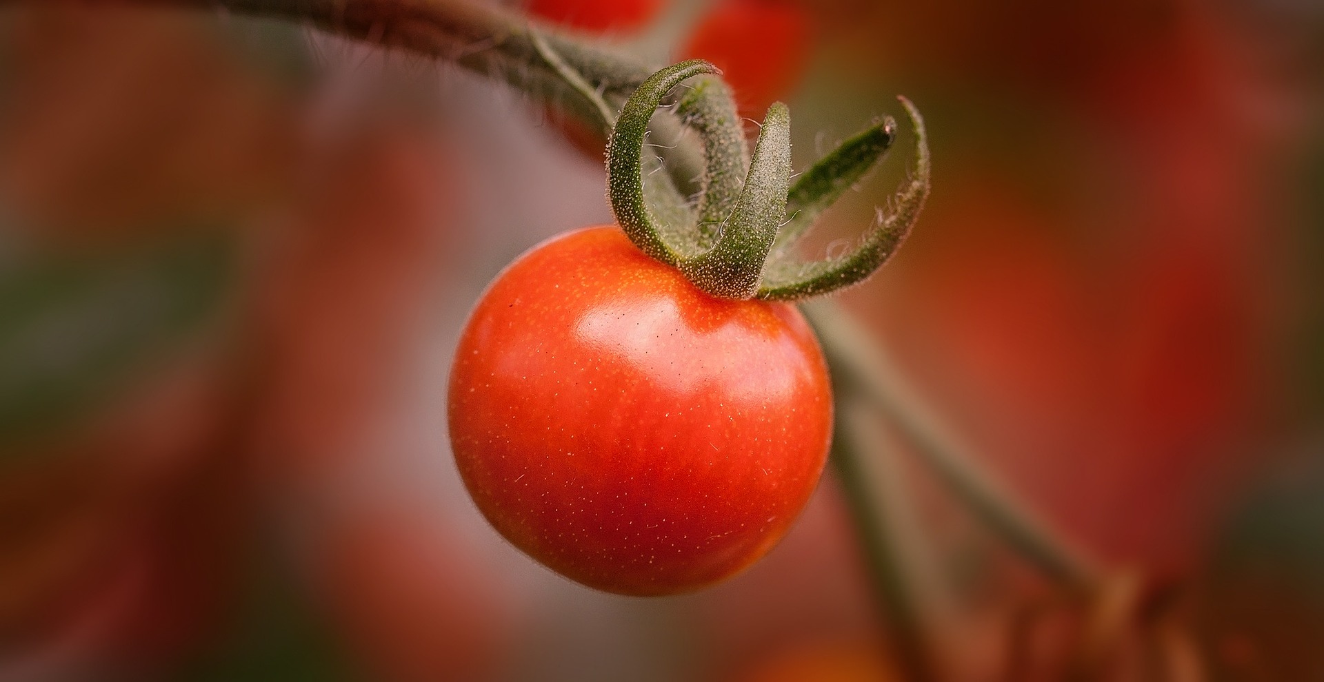 seminte de legume