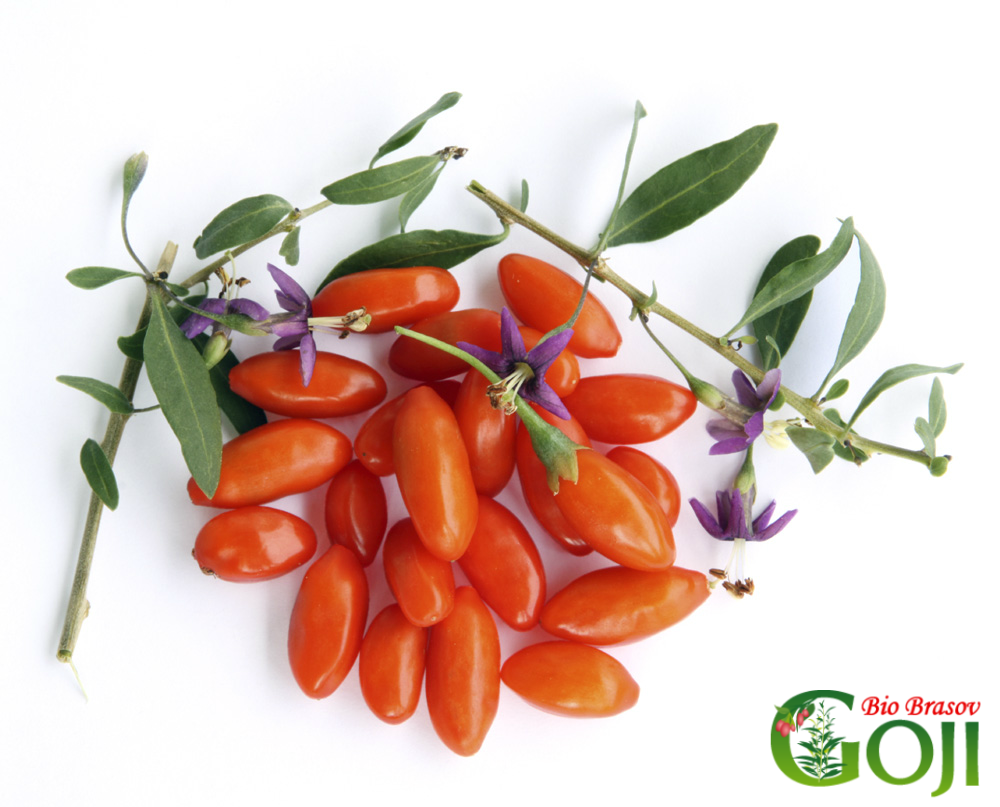 Fructe si plante goji bio