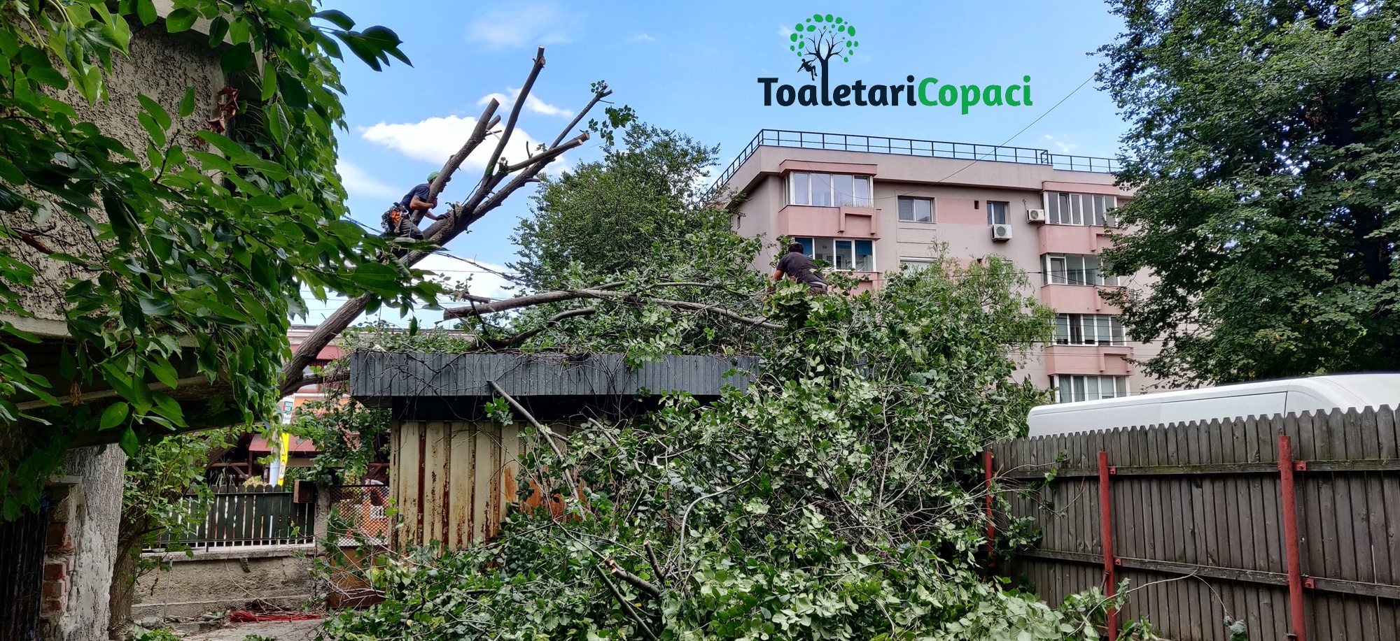 Taiere Copaci Periculosi in Bucuresti