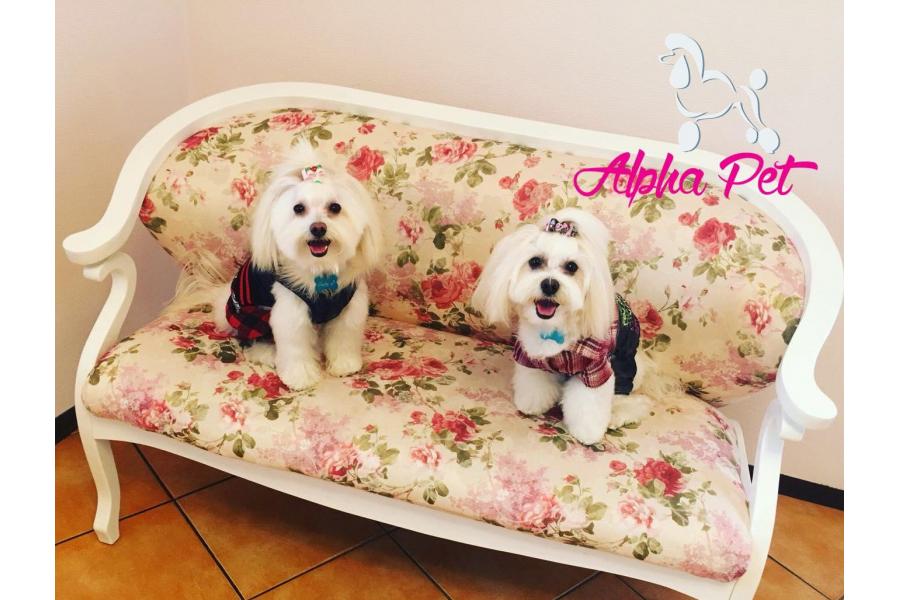 cosmetica canina Alpha Pet