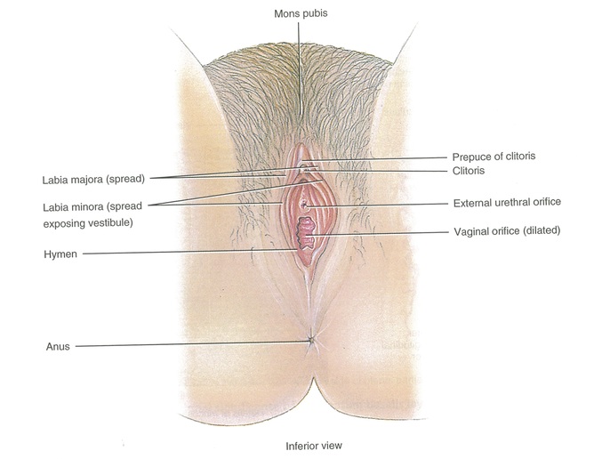clitoris-orgasm